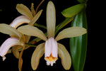 Carica l&#39;immagine nel visualizzatore Galleria, Cattleya forbesii
