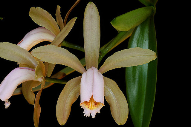 Cattleya forbesii