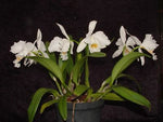 Carica l'immagine nel visualizzatore Galleria, Cattleya gaskelliana var. alba
