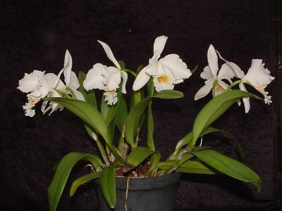 Cattleya gaskelliana var. alba
