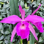 Carica l&#39;immagine nel visualizzatore Galleria, Bc. Pyrrha (B. glauca x C. labiata)
