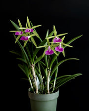 Brassocattleya Gulfshore's Beauty 'Torino' BM/JOGA (B. nodosa x C. dormaniana)