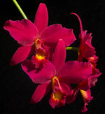 Carica l&#39;immagine nel visualizzatore Galleria, Sophrolaeliocattleya Hsin Buu Lady
