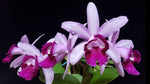 Carica l&#39;immagine nel visualizzatore Galleria, Cattleya intermedia var. orlata &#39;Rio&#39;
