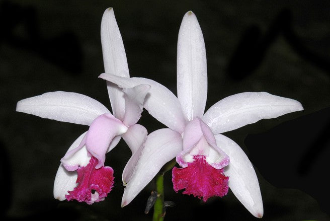 Cattleya intermedia var. vinicolor