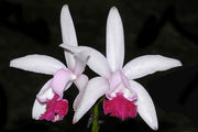 Cattleya intermedia var. vinicolor