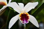 Carica l'immagine nel visualizzatore Galleria, Cattleya iricolor x luteola