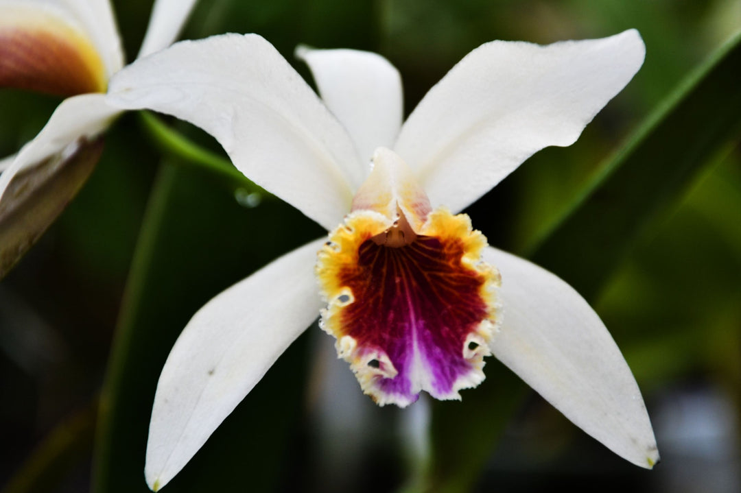 Cattleya iricolor x luteola