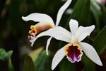 Carica l'immagine nel visualizzatore Galleria, Cattleya iricolor x luteola