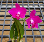Load image into Gallery viewer, Cattleya Jewel Star &#39;Happy Firy&#39; (C. Starry Sky × C. Orpetii)
