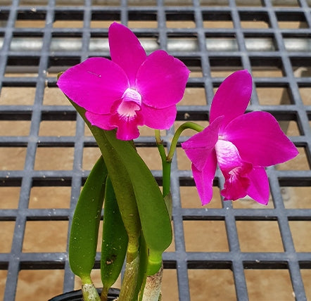 Cattleya Jewel Star 'Happy Firy' (C. Starry Sky × C. Orpetii)