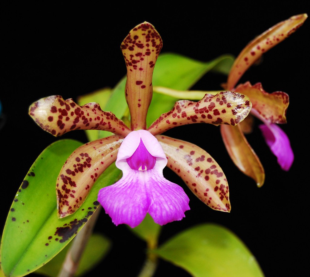 Cattleya Landate (C. guttata var. Prinzii x C. aclandiae)