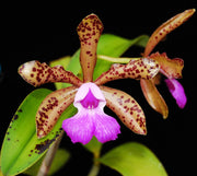 Cattleya Landate (C. guttata var. Prinzii x C. aclandiae)