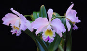 Rhyncholaeliocattleya Languedoc ‘Singapore Welcome’ AM/AOS (Rlc. Déesse × C. Mem. Rosemary)