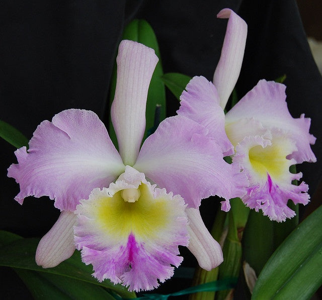 Rhyncholaeliocattleya Languedoc ‘Singapore Welcome’ AM/AOS (Rlc. Déesse × C. Mem. Rosemary)