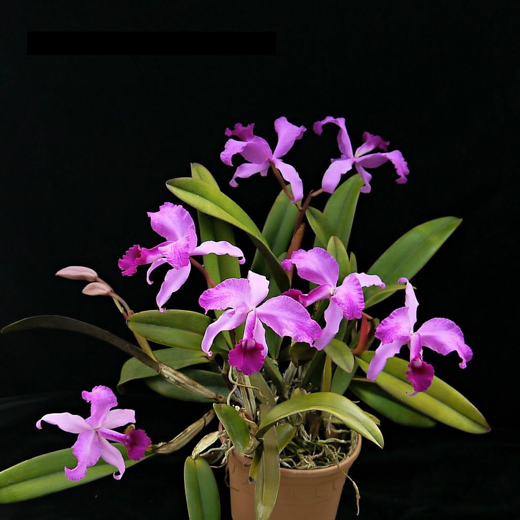 Cattleya lawrenceana 'aquinata'