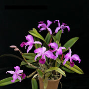 Cattleya lawrenceana 'aquinata'