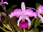Carica l'immagine nel visualizzatore Galleria, Cattleya lawrenceana 'aquinata'