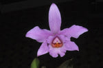 Carica l'immagine nel visualizzatore Galleria, Cattleya loddigesii x alaorii