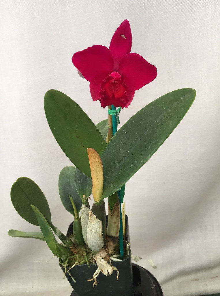 Cattleya Love Castle 'Kurenai' (C. Psyche -1902 x C. José Dias Castro)