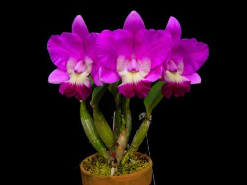 Cattleya Love Knot 'Sato' (C. sincorana x C. walkeriana)