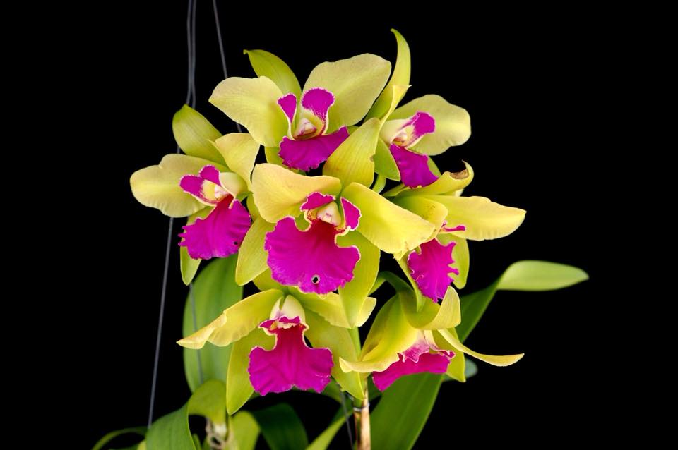 Cattleychea Merry Green 'Green Pride' FCC/OSROC