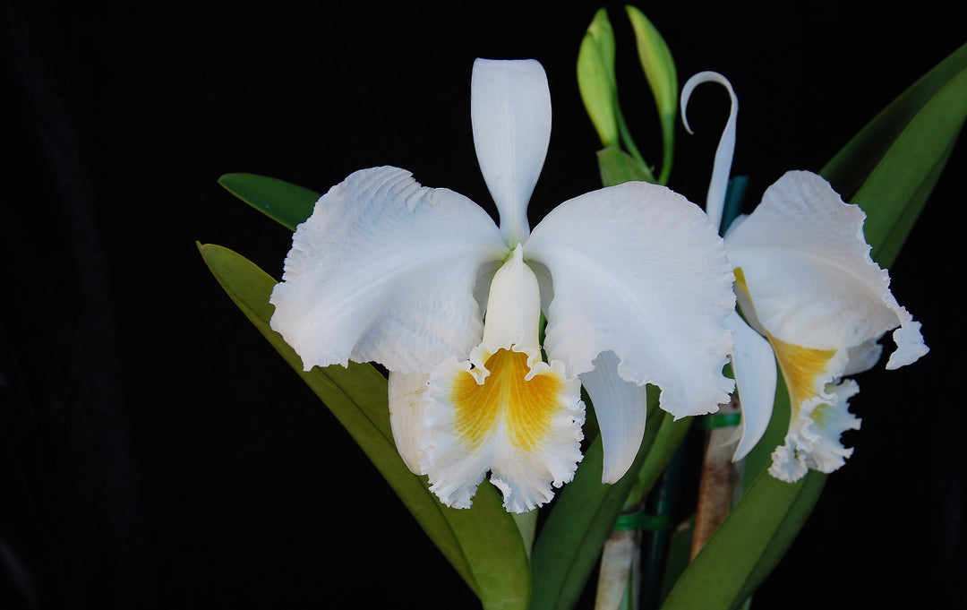 Cattleya mossiae var. alba