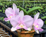 Carica l&#39;immagine nel visualizzatore Galleria, Cattleya nobilior var. amaliae &#39;Sandra&#39;
