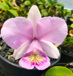 Carica l&#39;immagine nel visualizzatore Galleria, Cattleya nobilior var. amaliae &#39;Sandra&#39;
