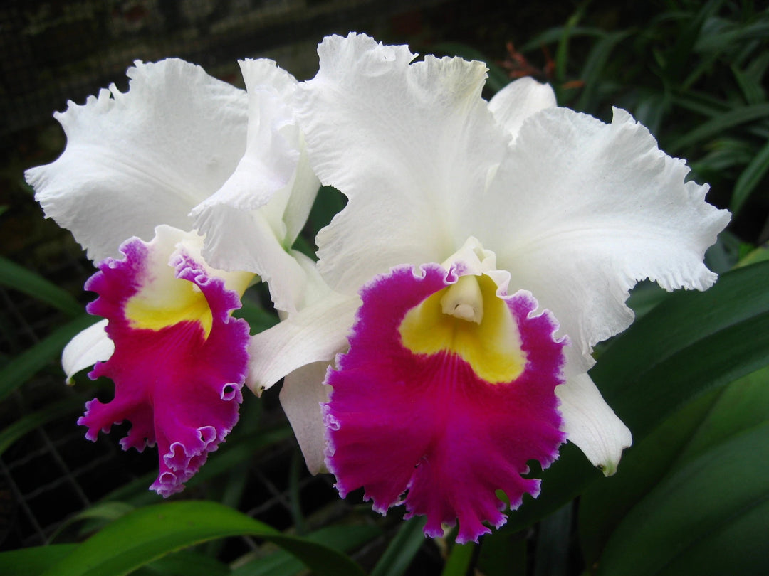 Cattleya Orglade's Grand 'Tian Mu' (C. Mildred Rives x C. Persepolis)