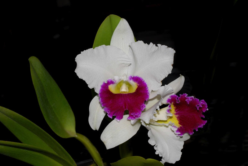Cattleya Orglade's Grand 'Tian Mu' (C. Mildred Rives x C. Persepolis)
