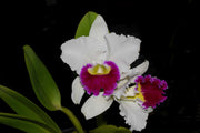 Cattleya Orglade's Grand 'Tian Mu' (C. Mildred Rives x C. Persepolis)
