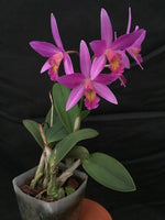 Load image into Gallery viewer, Cattleya Pink Favorite &#39;Tokyo&#39; (C. milleri × C. walkeriana)
