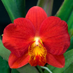 Carica l'immagine nel visualizzatore Galleria, Cattleya red doll