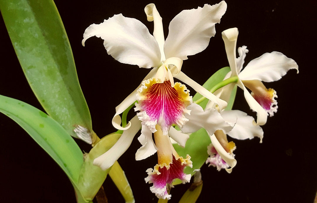 Cattleya rex