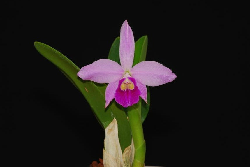 Cattleya Rubin x C. sincorana