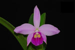 Load image into Gallery viewer, Cattleya Rubin x C. sincorana
