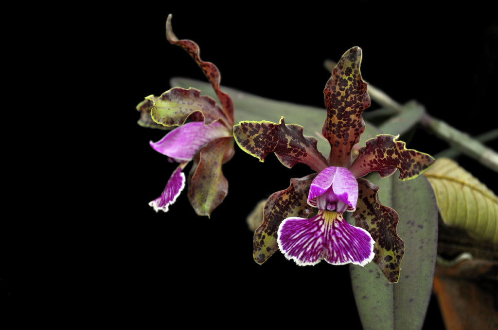 Cattleya schilleriana