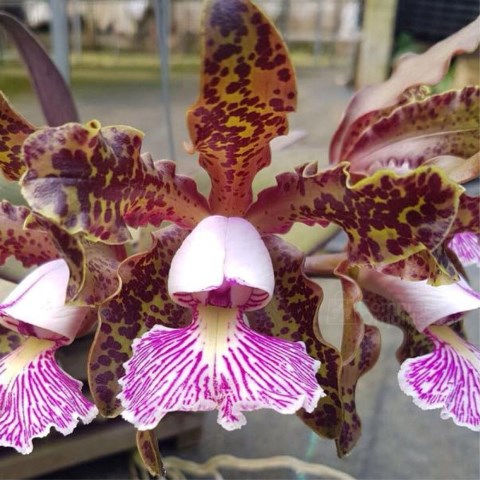 Cattleya schilleriana tipo 'Binot' - Br Orquidea