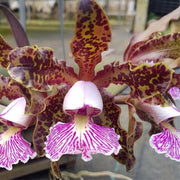 Cattleya schilleriana type 'Binot' - Br Orquidea