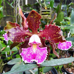 Load image into Gallery viewer, Cattleya schilleriana 'Guarapari'