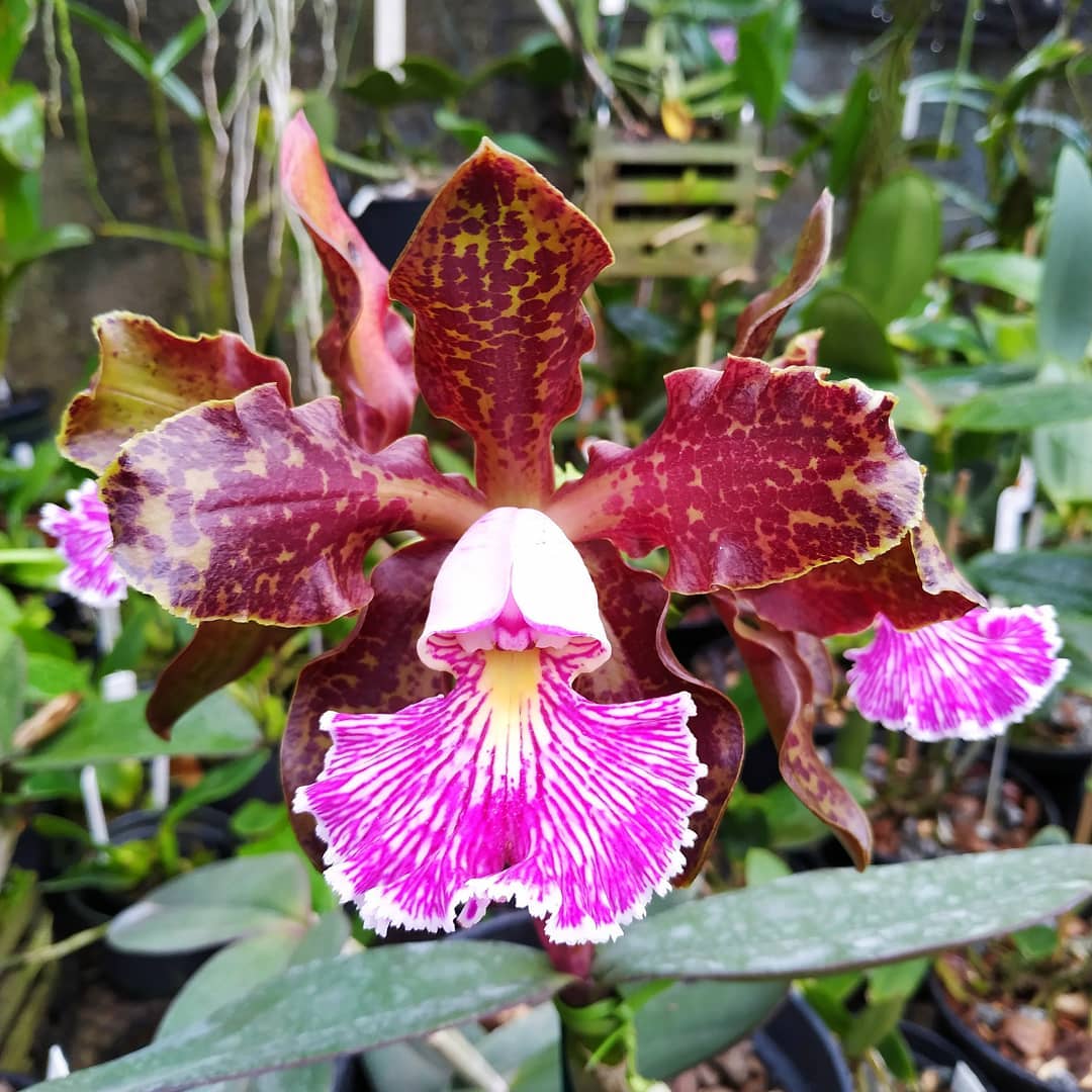 Cattleya schilleriana 'Guarapari'