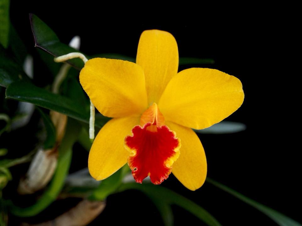 Cattleya Seagulls Beaulu Queen 'CT Hui Ya'