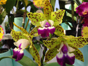 Cattlianthe Siamese Doll 'Kiwi'