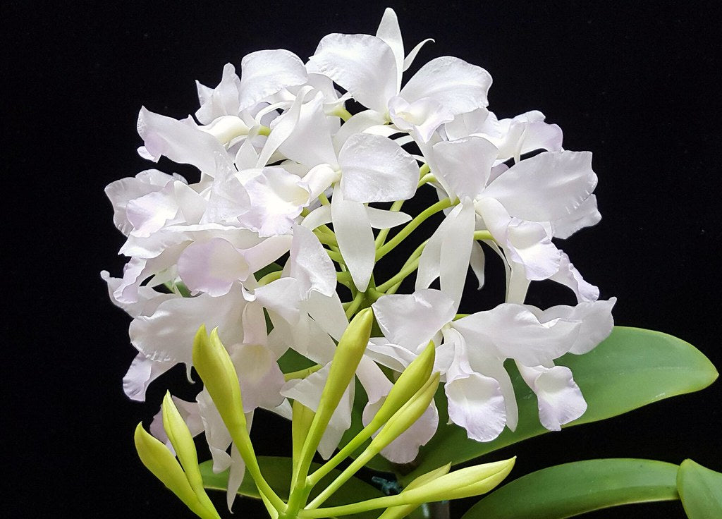 Cattleya skinneri var. albescens