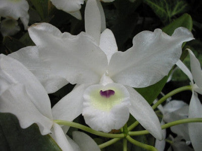 Cattleya skinneri var. albescens