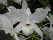 Cattleya skinneri var. albescens