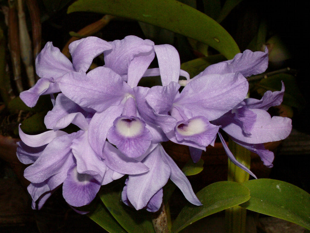 Cattleya skinnerii var. coerulea 'My Blue Heaven'
