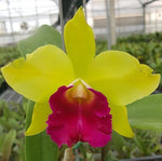 Load image into Gallery viewer, Cattleya Star Garden (C. Little Don × C. guttata)

