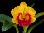 Carica l&#39;immagine nel visualizzatore Galleria, Rhyncholaeliocattleya Thongsupran Gold
